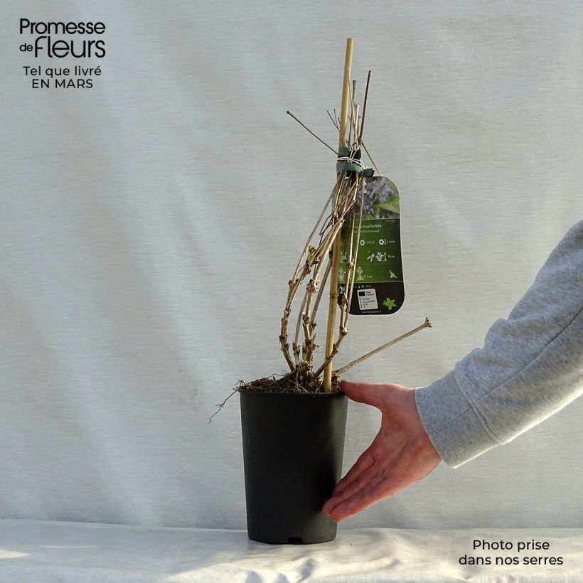 Amostra de Clematis heracleifolia Vaso de 2 L/3 L tal como entregue na primavera