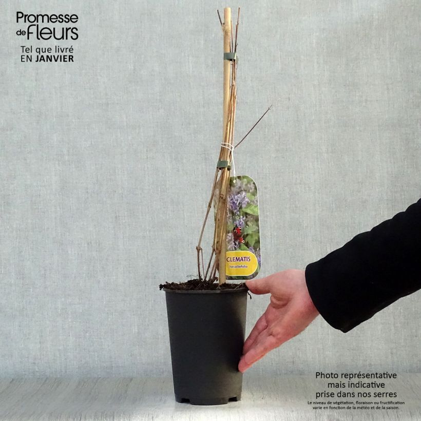 Amostra de Clématite herbacée - Clematis heracleifolia Vaso de 2 L/3 L tal como entregue no inverno