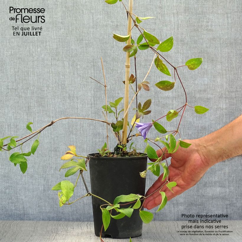 Amostra de Clematis integrifolia Blue River Zoblueriver Vaso de 2 L/3 L tal como entregue no verão