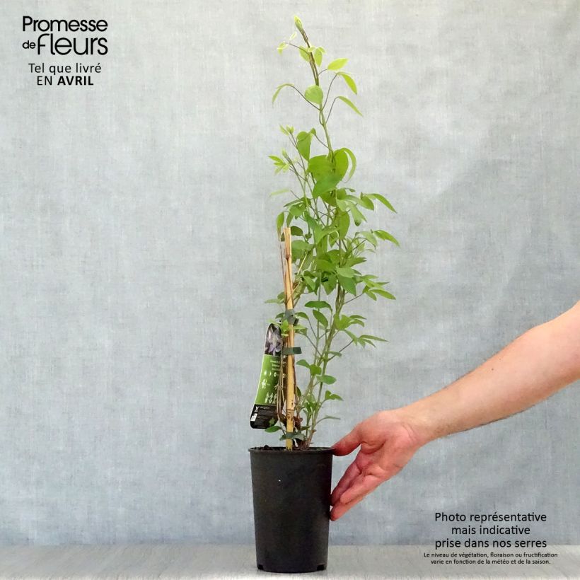 Amostra de Clematis integrifolia Blue River Zoblueriver Vaso de 2 L/3 L tal como entregue na primavera
