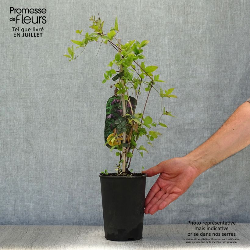 Amostra de Clematis viticella - clematite italiana Vaso de 1,5 L/2 L tal como entregue no verão