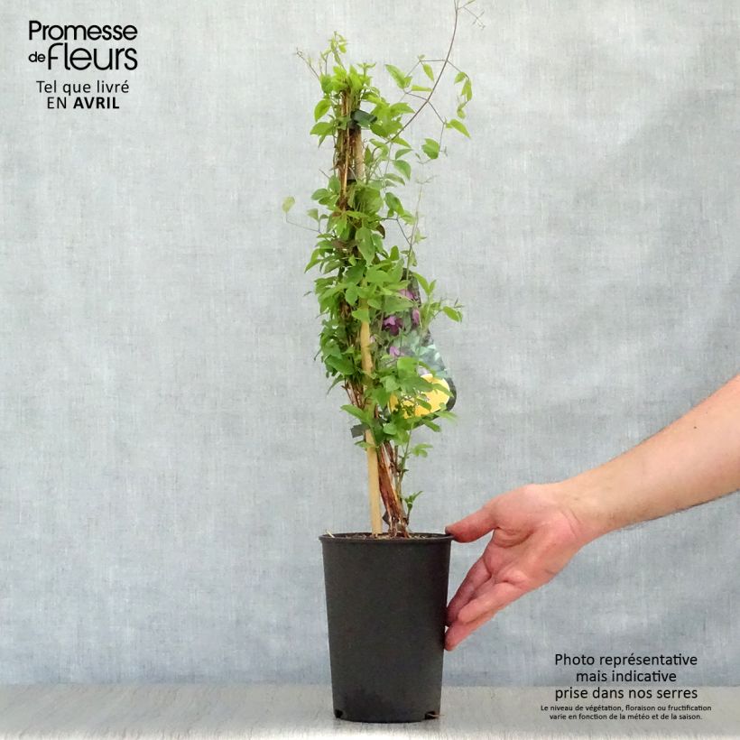 Amostra de Clematis viticella - clematite italiana Vaso de 1,5 L/2 L tal como entregue na primavera
