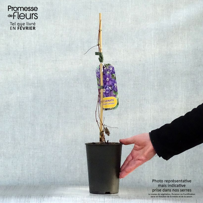 Amostra de Clematis viticella Happy Birthday Vaso de 1,5 L/2 L tal como entregue no inverno