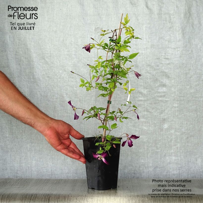 Amostra de Clématite italienne - Clematis viticella Walemburg Vaso de 1,5 L/2 L tal como entregue no verão