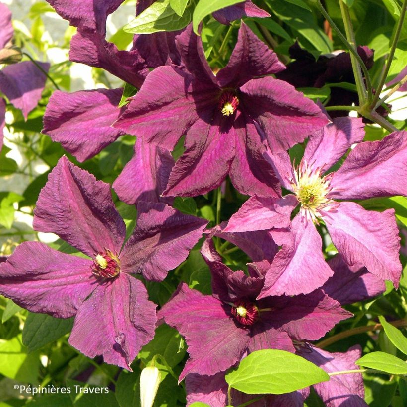Clematis viticella Polish Spirit (Floração)