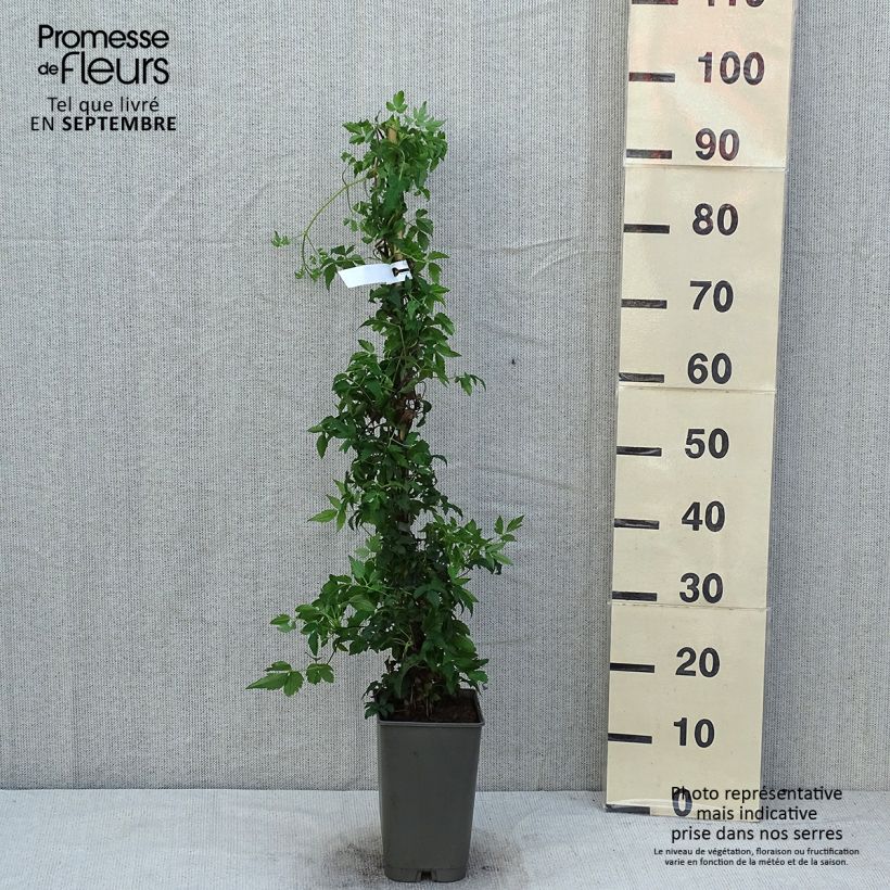 Amostra de Clematis Willy Vaso de 2 L/3 L tal como entregue no verão