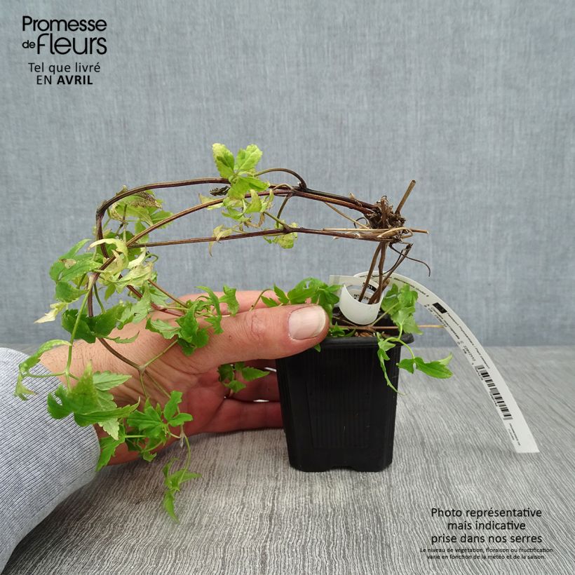 Amostra de Clematis macropetala Vaso de 8/9 cm tal como entregue na primavera
