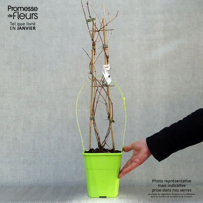 Amostra de Clématite montana Double Delight Vaso de 3 L/4 L tal como entregue no inverno