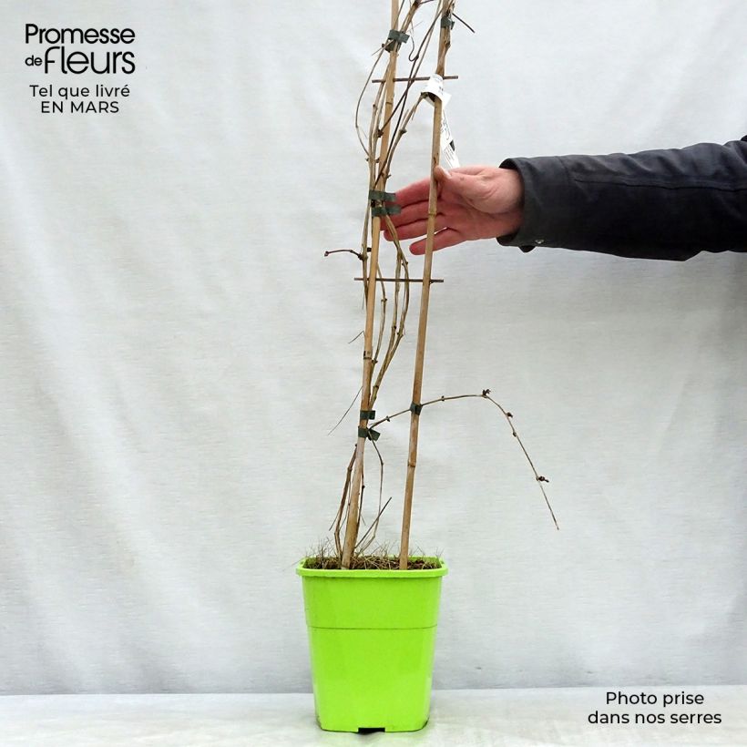 Amostra de Clematis montana Double Delight Vaso de 3 L/4 L tal como entregue na primavera