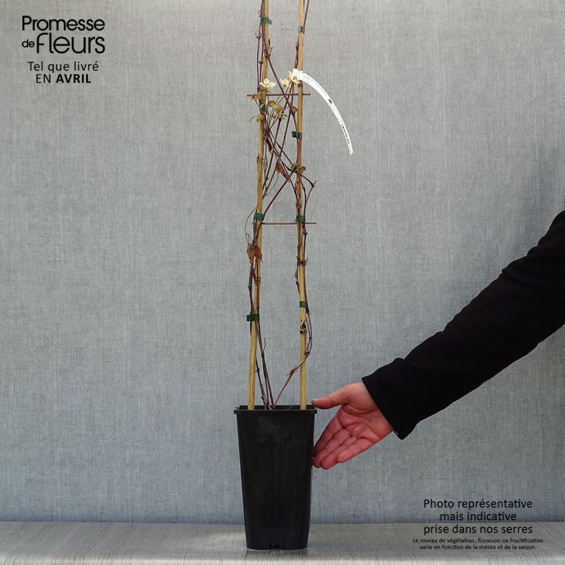 Amostra de Clematis montana Starlet White Perfume Vaso de 2 L/3 L tal como entregue na primavera