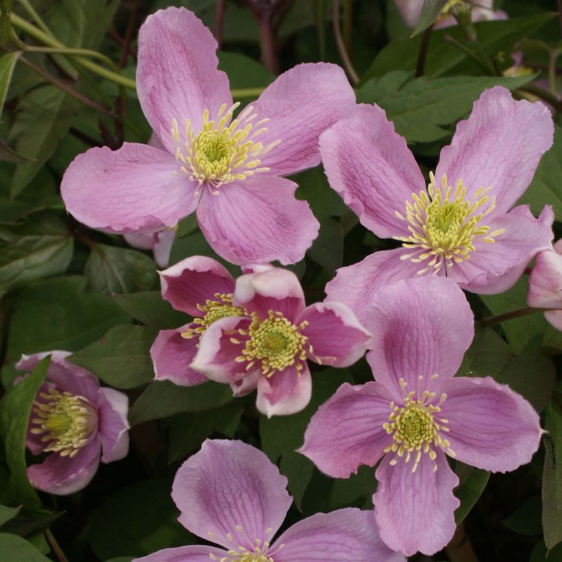 Clematis montana Tetrarose (Floração)