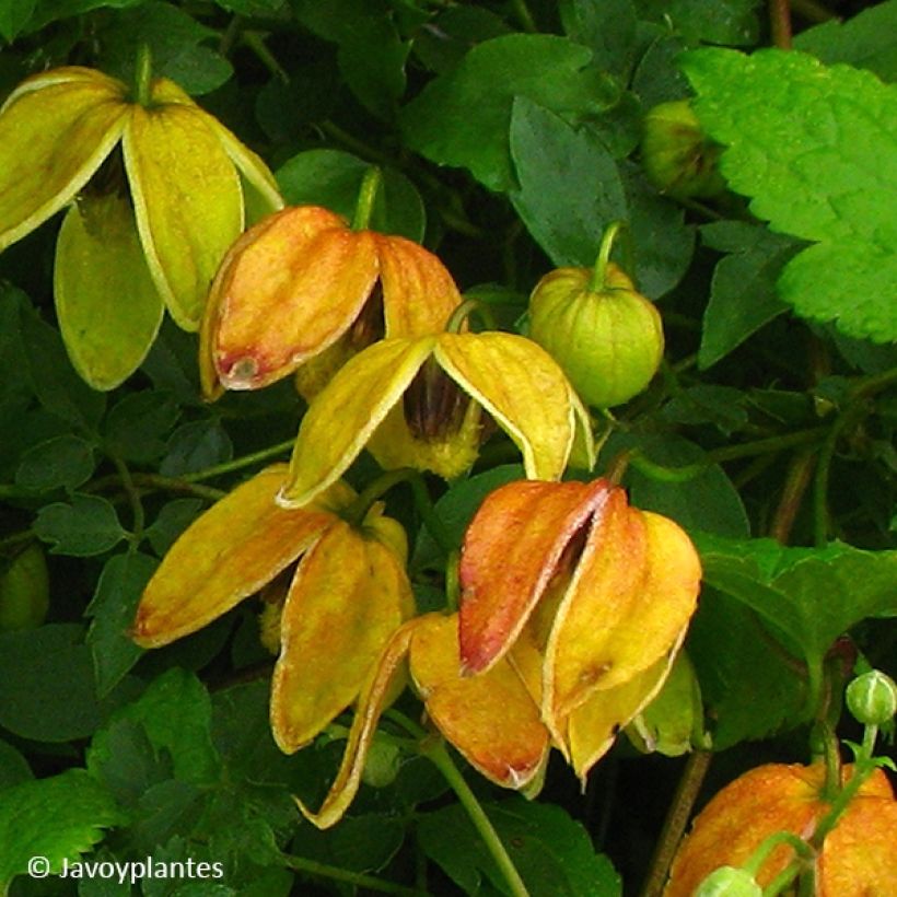 Clematis tangutica Red Ballon (Floração)