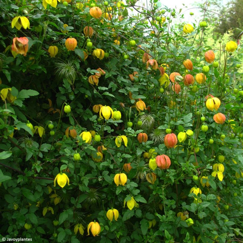 Clematis tangutica Red Ballon (Hábito)