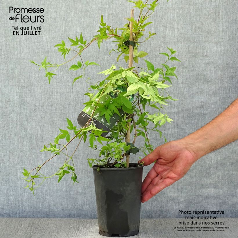 Amostra de Clematis serratifolia Vaso de 1,5 L/2 L tal como entregue no verão