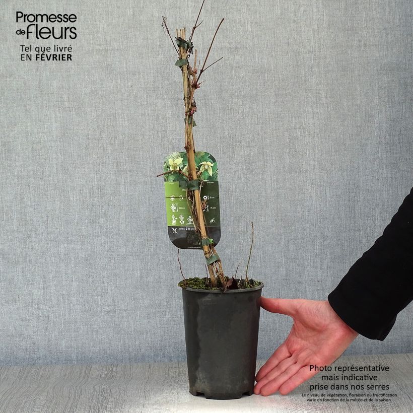 Amostra de Clématite - Clematis serratifolia Vaso de 1,5 L/2 L tal como entregue no inverno