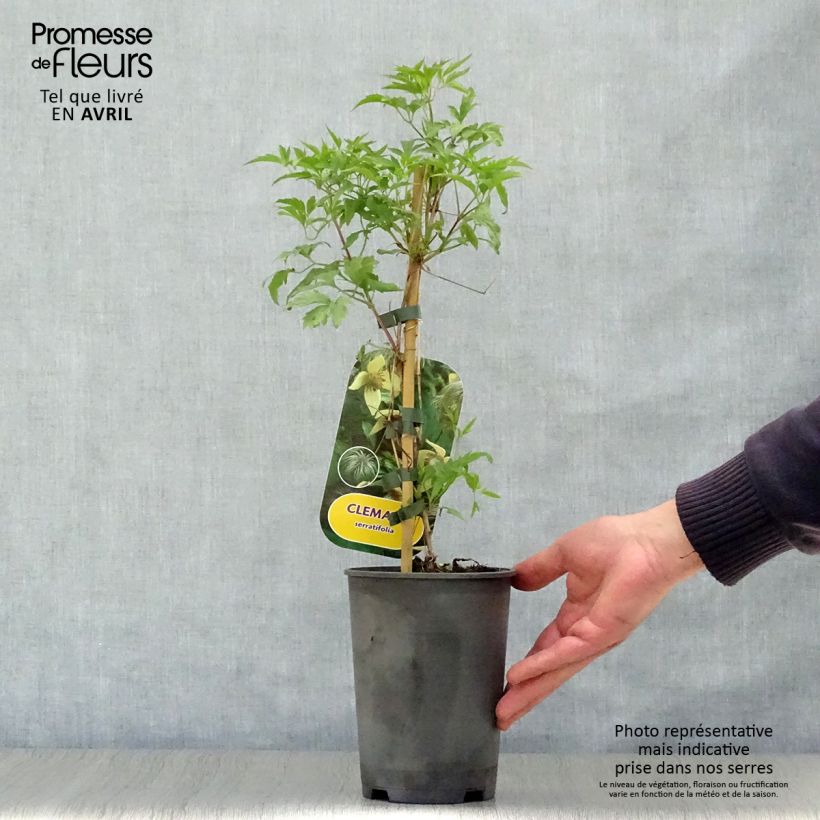 Amostra de Clematis serratifolia Vaso de 1,5 L/2 L tal como entregue na primavera