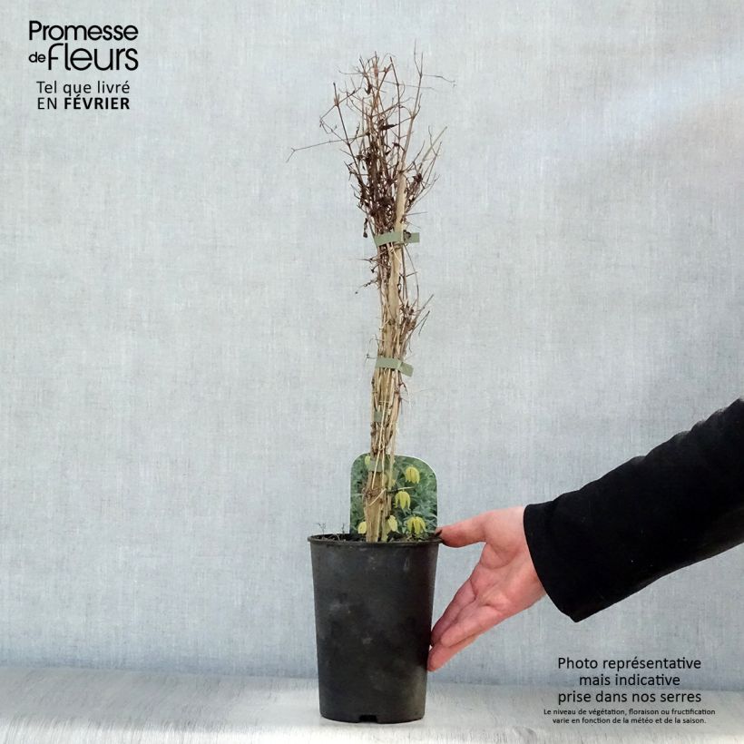 Amostra de Clematis tibetana subsp. tangutica Vaso de 1,5 L/2 L tal como entregue no inverno