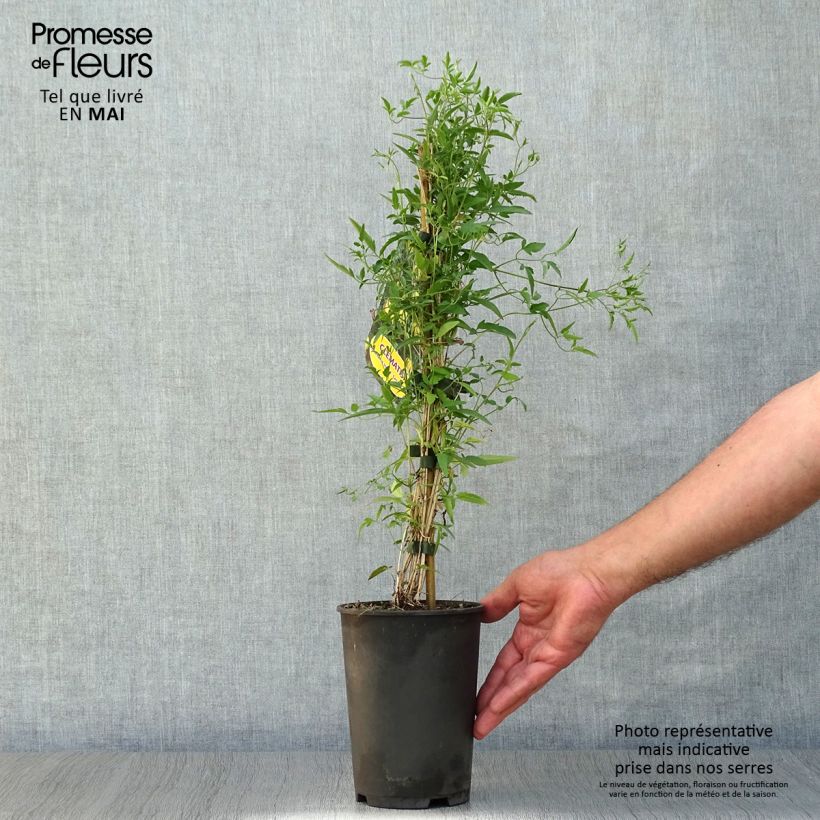 Amostra de Clematis tibetana subsp. tangutica Vaso de 1,5 L/2 L tal como entregue na primavera