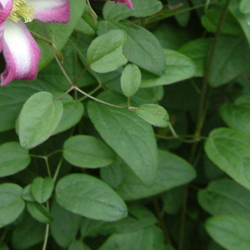 Clematis texensis Odoriba (Folhagem)
