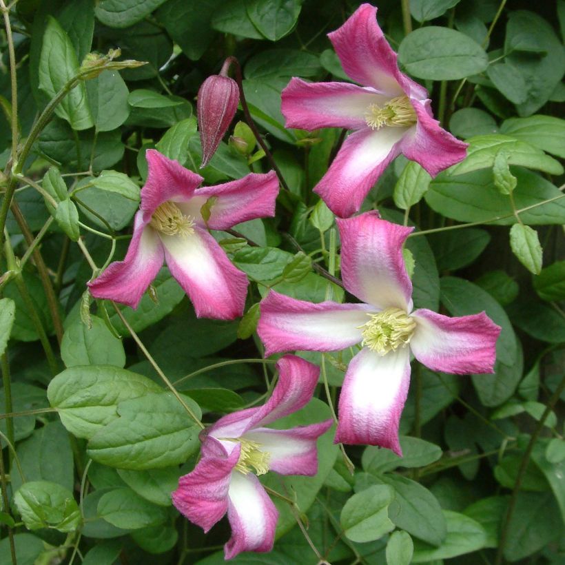 Clematis texensis Odoriba (Floração)