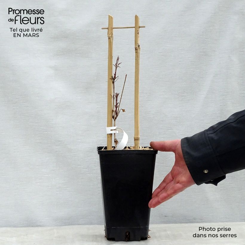 Amostra de Clematis viticella Dark Eyes Vaso de 1,5 L/2 L tal como entregue na primavera