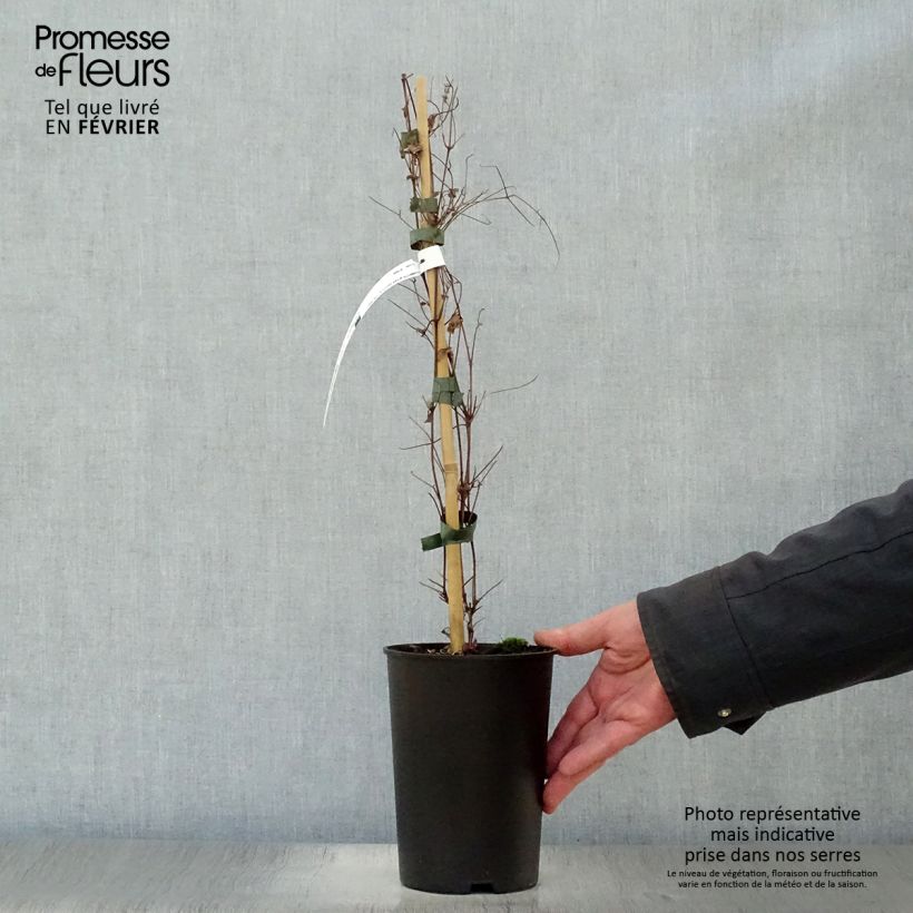 Amostra de Clématite viticella Dark Eyes Vaso de 1,5 L/2 L tal como entregue no inverno