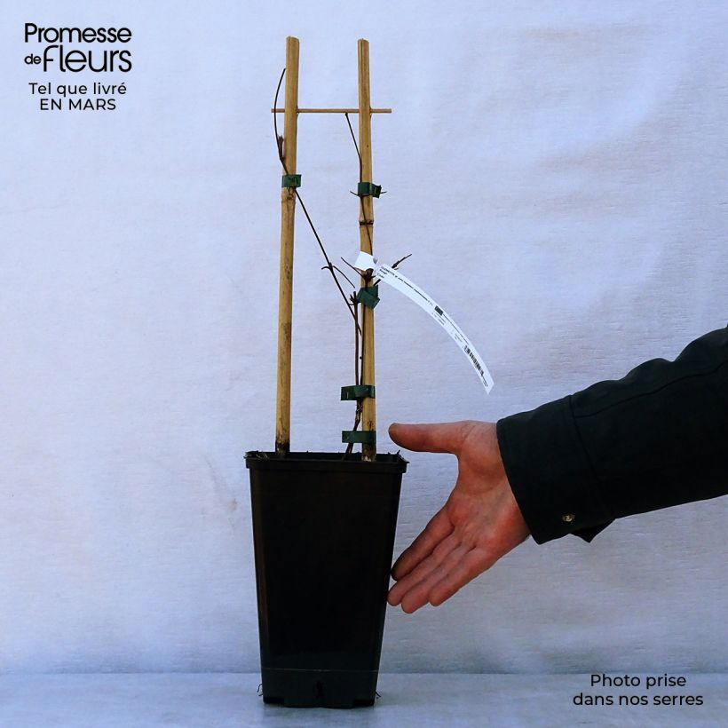 Amostra de Clematis viticella John Howells Vaso de 1,5 L/2 L tal como entregue na primavera