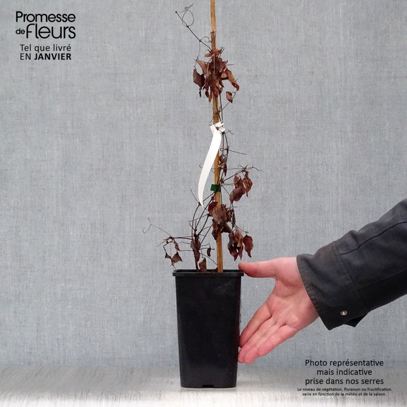 Amostra de Clématite viticella John Howells Vaso de 1,5 L/2 L tal como entregue no inverno