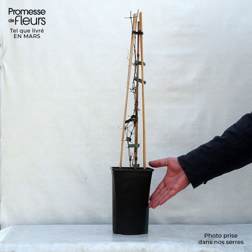 Amostra de Clematis viticella Polish Spirit Vaso de 1,5 L/2 L tal como entregue na primavera