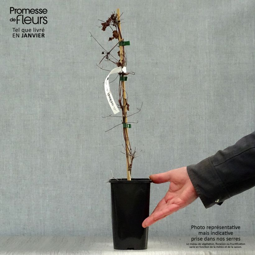 Amostra de Clématite viticella Polish Spirit Vaso de 1,5 L/2 L tal como entregue no inverno