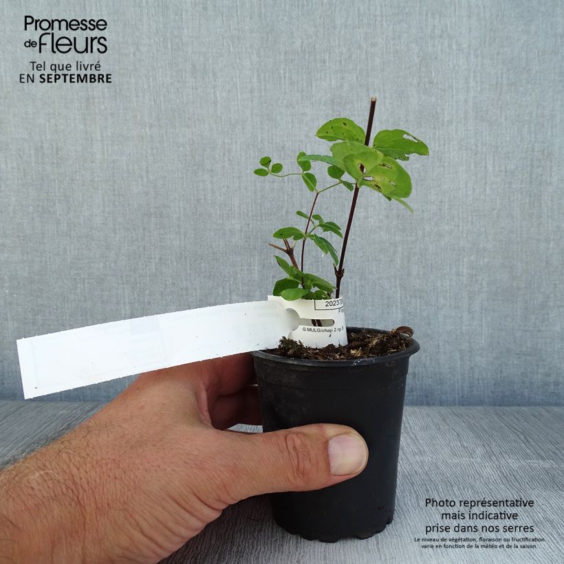 Amostra de Clematis viticella Purpurea Plena Elegans Vaso de 8/9 cm tal como entregue no verão