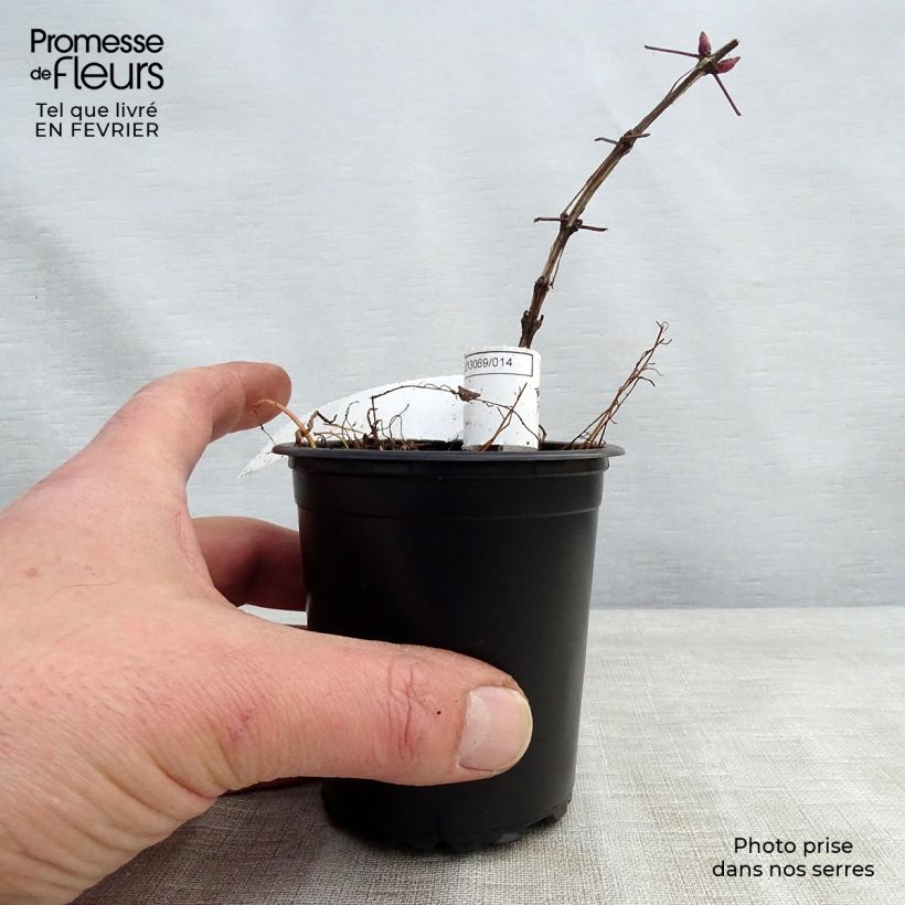 Amostra de Clématite viticella Purpurea Plena Elegans  Vaso de 8/9 cm tal como entregue no inverno