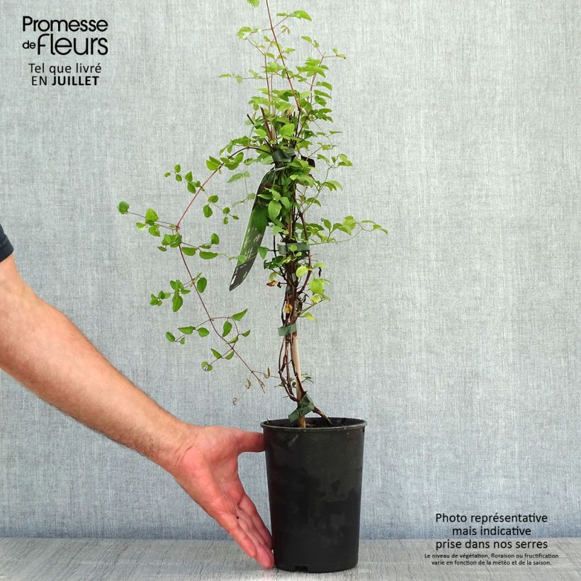 Amostra de Clematis viticella Purpurea Plena Elegans Vaso de 2 L/3 L tal como entregue no verão
