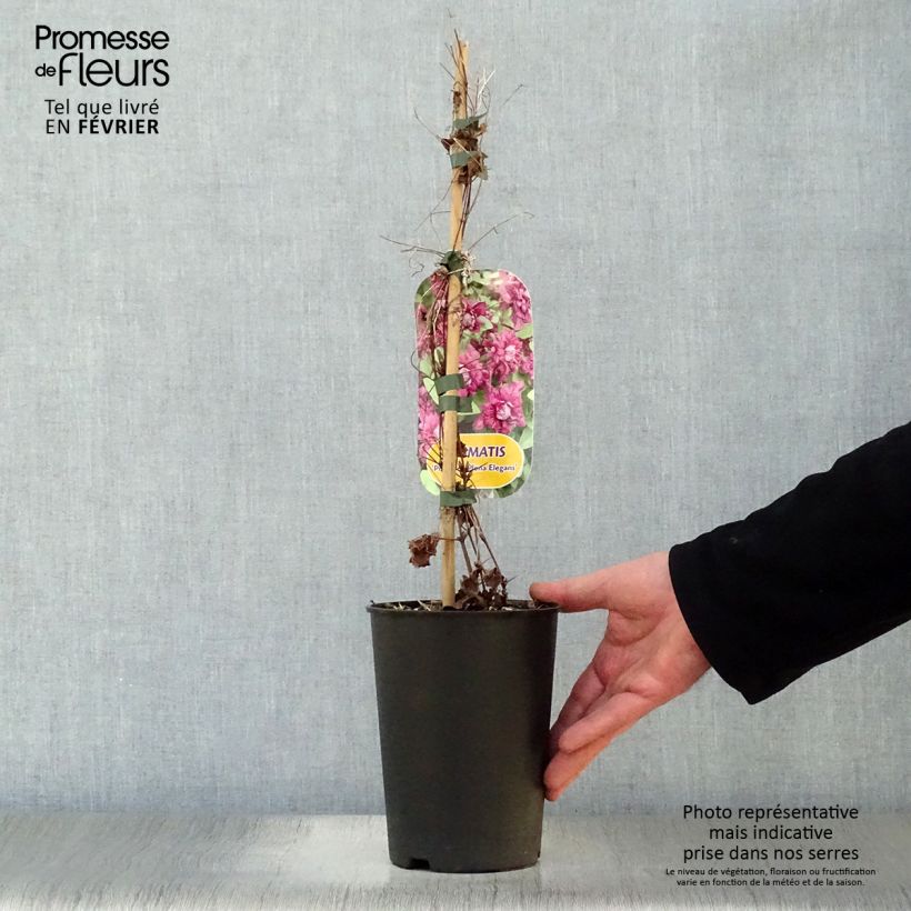 Amostra de Clématite viticella Purpurea Plena Elegans  Vaso de 2 L/3 L tal como entregue no inverno