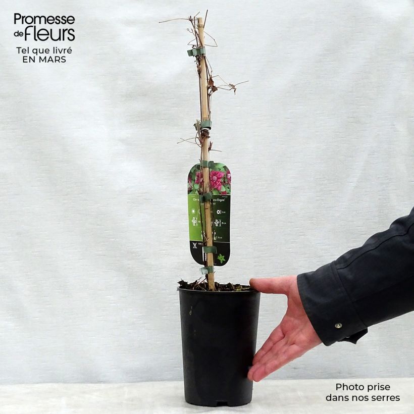 Amostra de Clematis viticella Purpurea Plena Elegans Vaso de 2 L/3 L tal como entregue na primavera