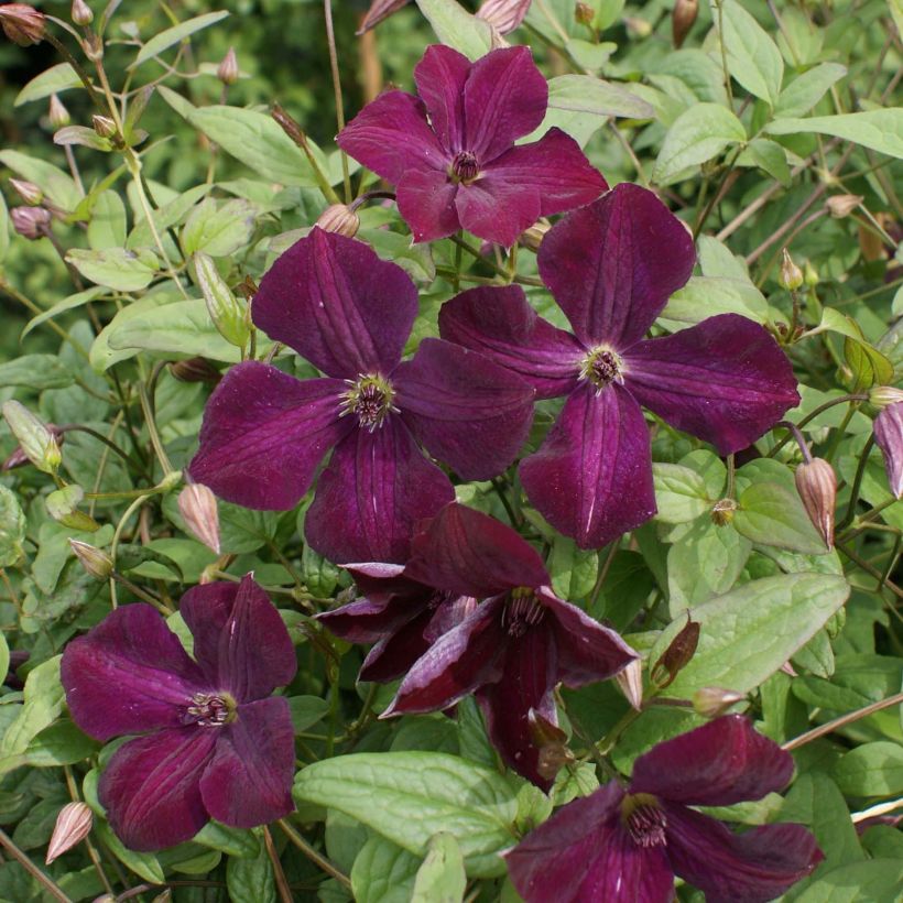 Clematis viticella Royal Velours (Floração)