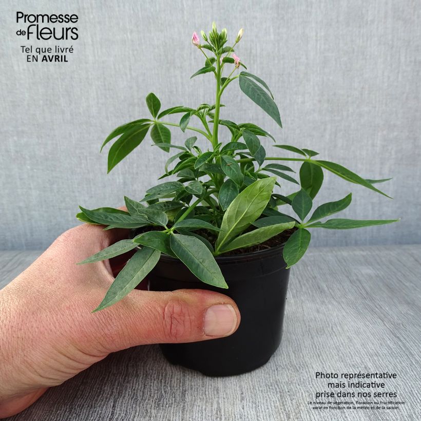Amostra de Cléome Senorita Carolina Vaso de 8/9 cm tal como entregue na primavera