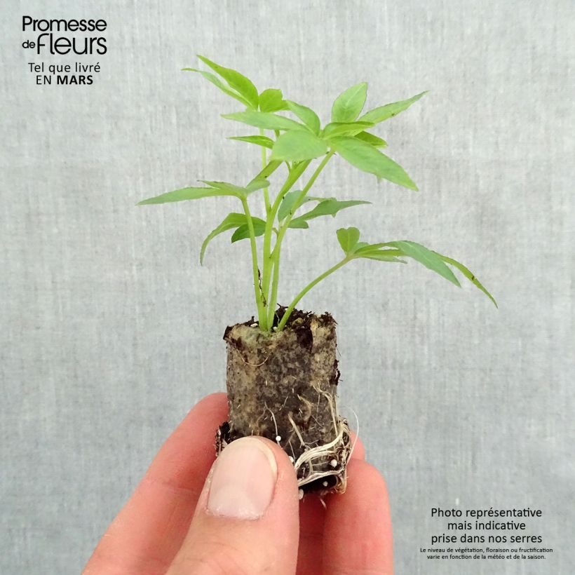 Amostra de Cléome Senorita Rosalita Mini-torrão Ø 3/4 cm tal como entregue na primavera