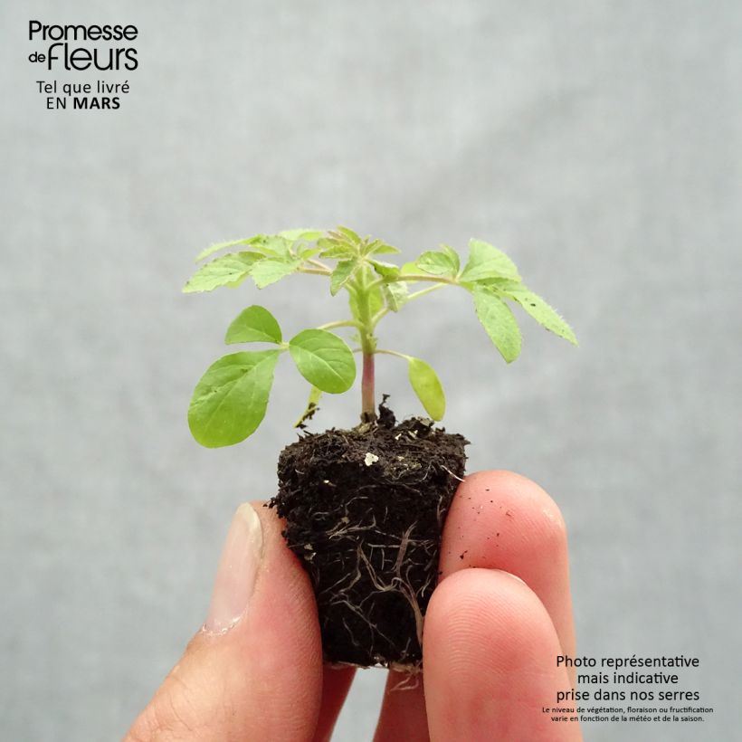 Amostra de Cleome Sparkler 2.0 Blush Mini-motte Ø 1,5/2,5 cm tal como entregue na primavera