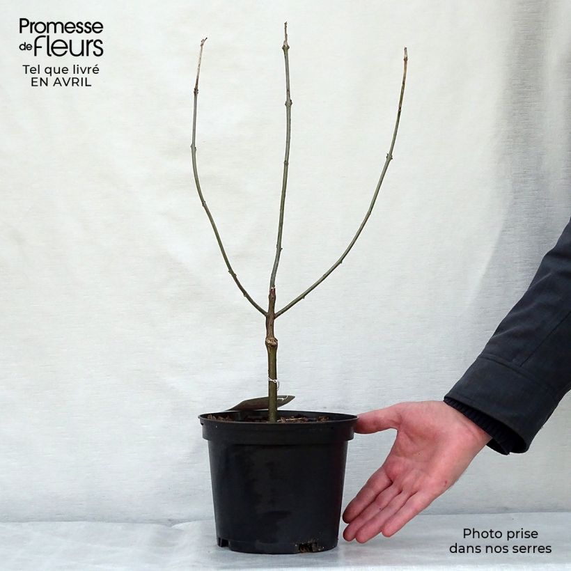 Amostra de Clerodendro bungei Vaso de 2 L/3 L tal como entregue na primavera