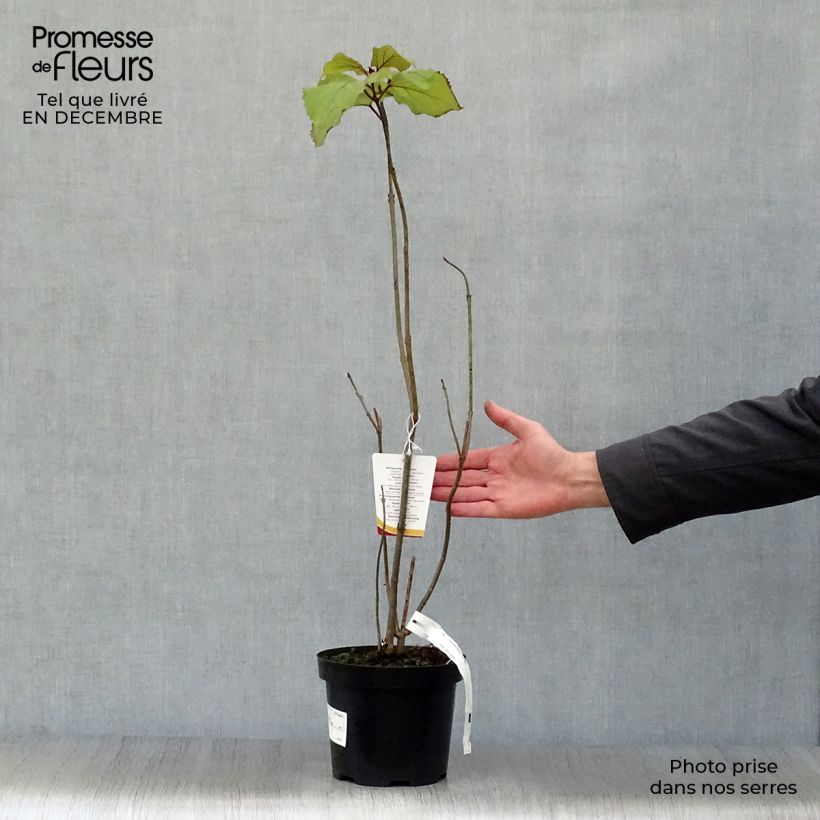 Amostra de Clerodendrum bungei - Clérodendron de Bunge Vaso de 2 L/3 L tal como entregue no inverno