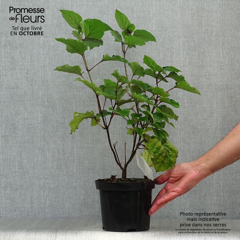 Amostra de Clerodendro bungei Vaso de 2 L/3 L tal como entregue no outono