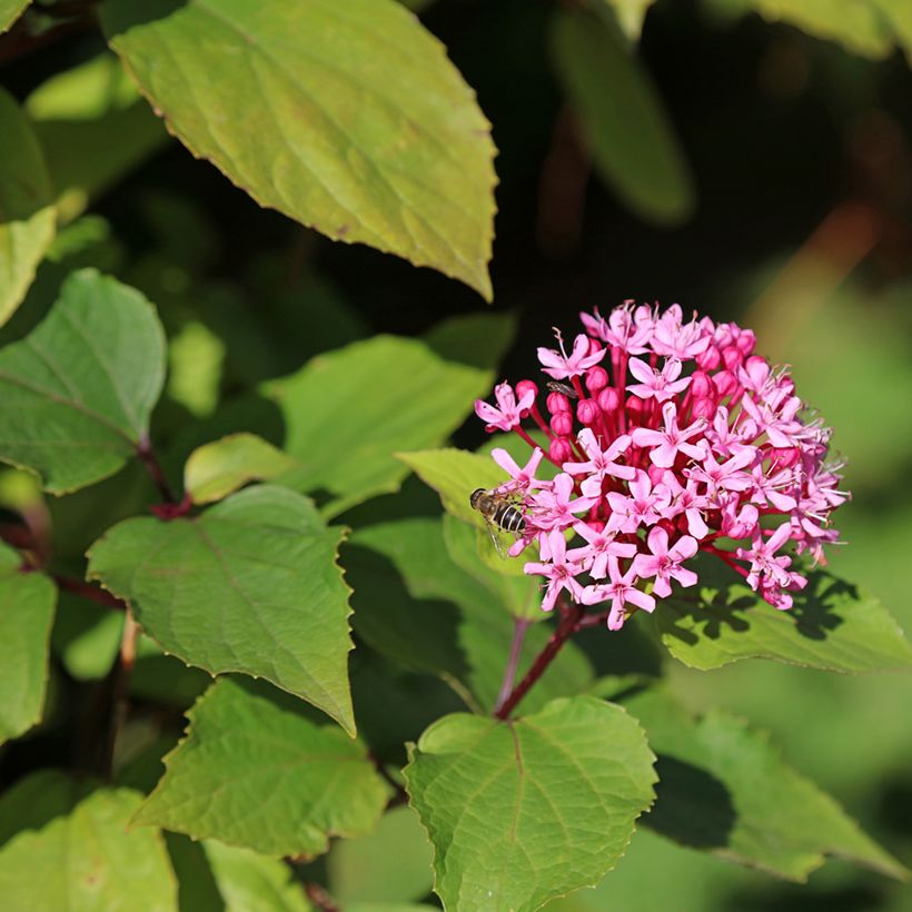 Clerodendro bungei (Floração)