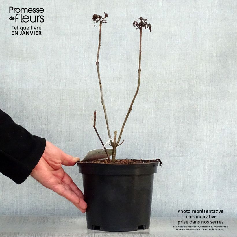 Amostra de Clerodendrum bungei Pink Diamond - Clérodendron Vaso de 3 L/4 L tal como entregue no inverno