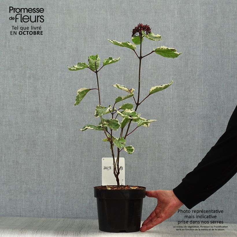Amostra de Clerodendro bungei Pink Diamond Vaso de 3 L/4 L tal como entregue no outono