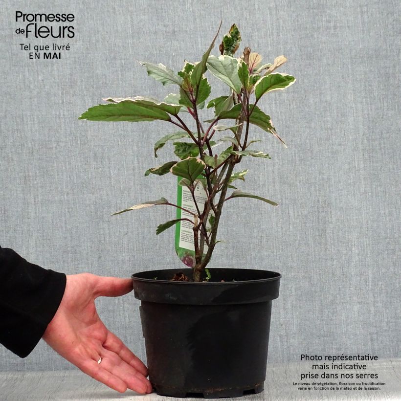 Amostra de Clerodendro bungei Pink Diamond Vaso de 3 L/4 L tal como entregue na primavera