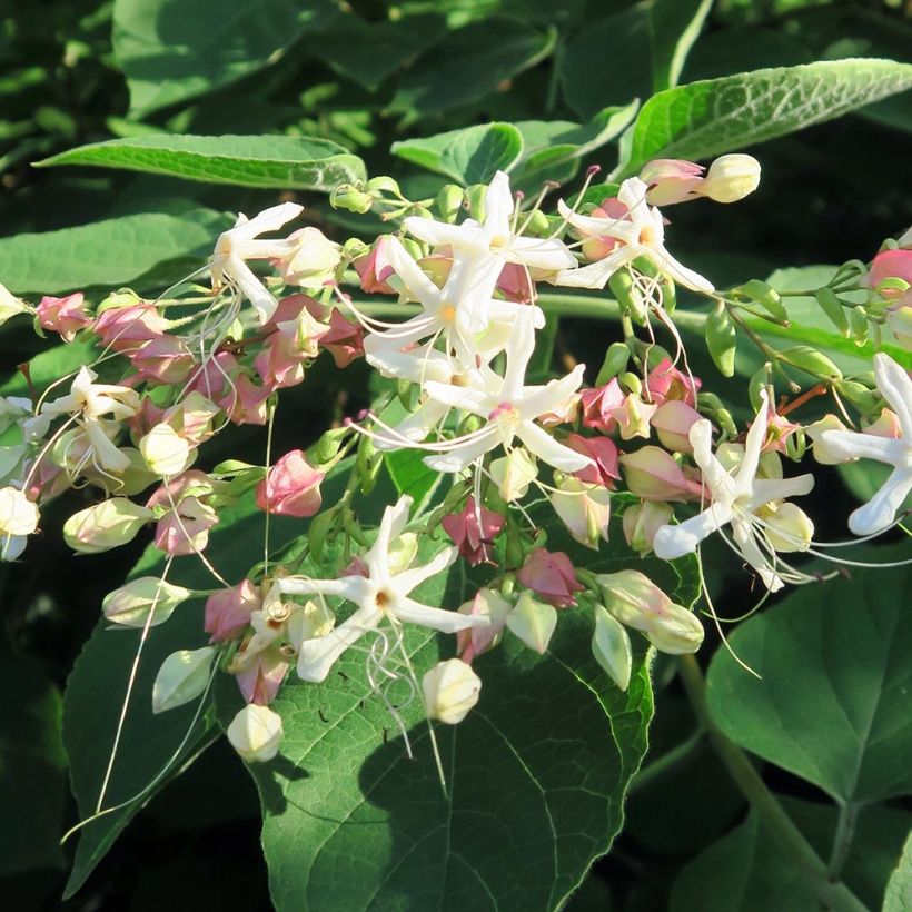 Clerodendro trichotomum Fargesii' (Floração)