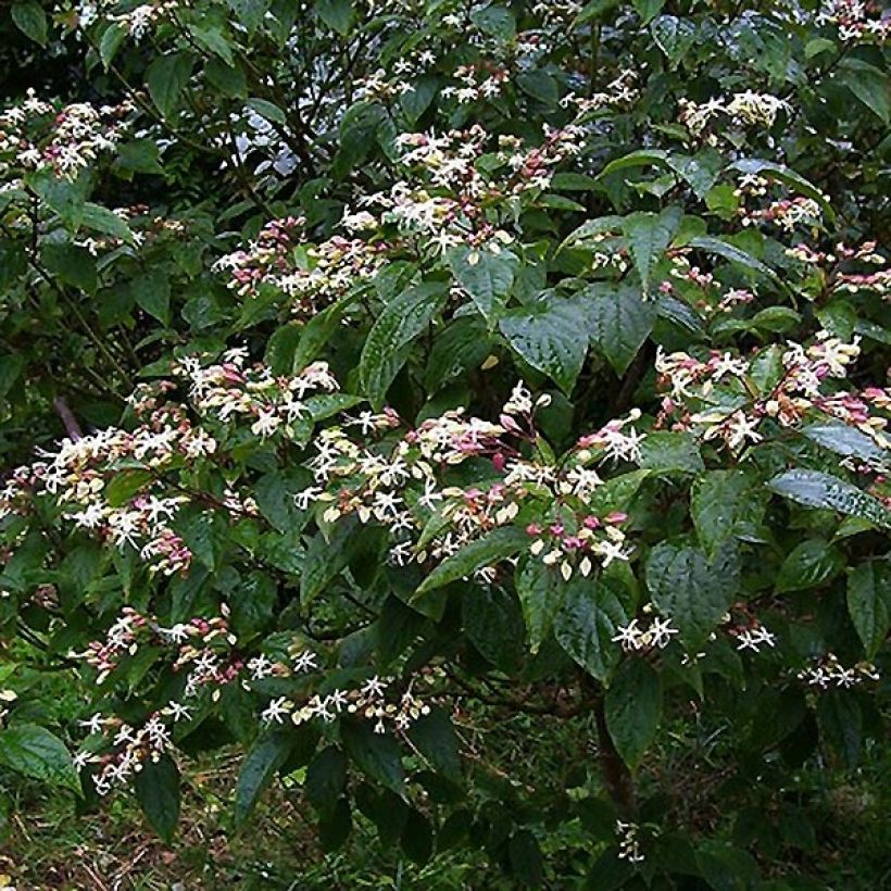 Clerodendro trichotomum Fargesii' (Hábito)
