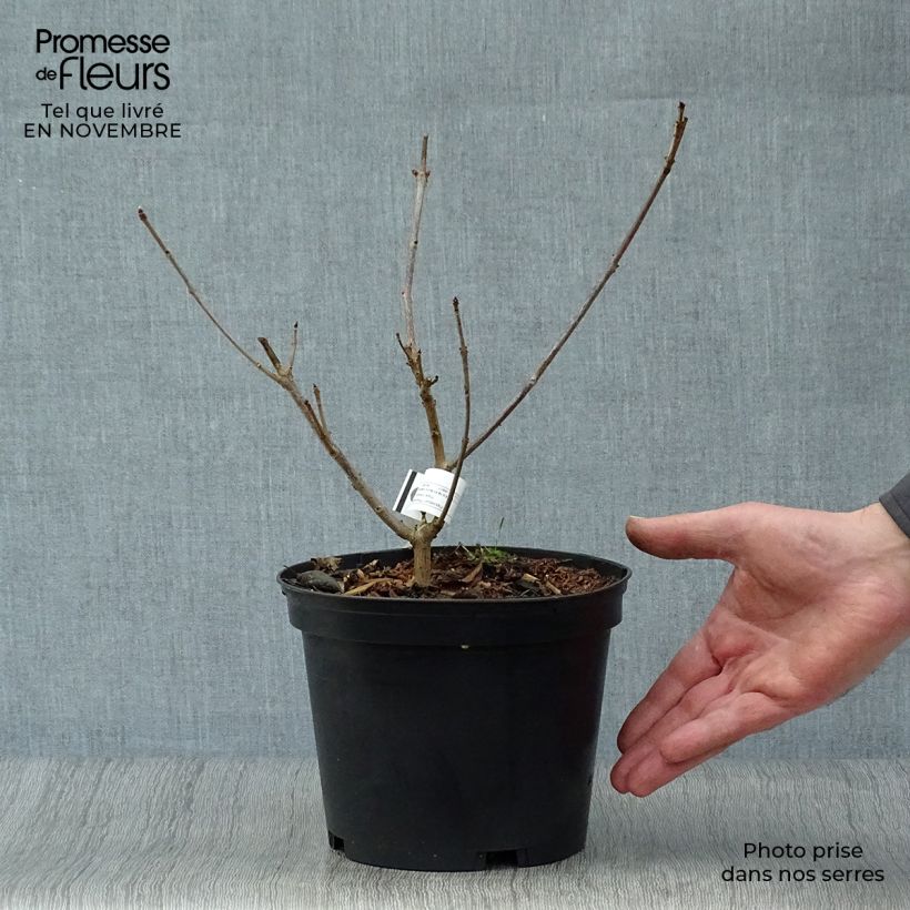 Amostra de Clerodendro trichotomum Variegatum Vaso de 3 L/4 L tal como entregue no outono
