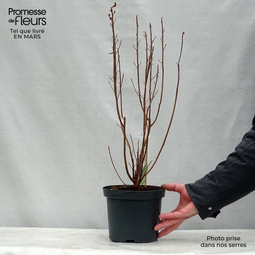 Amostra de Clethra alnifolia Vaso de 3 L/4 L tal como entregue na primavera